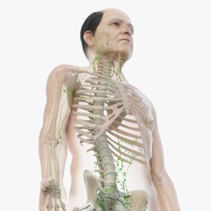 3D skin elder male skeleton