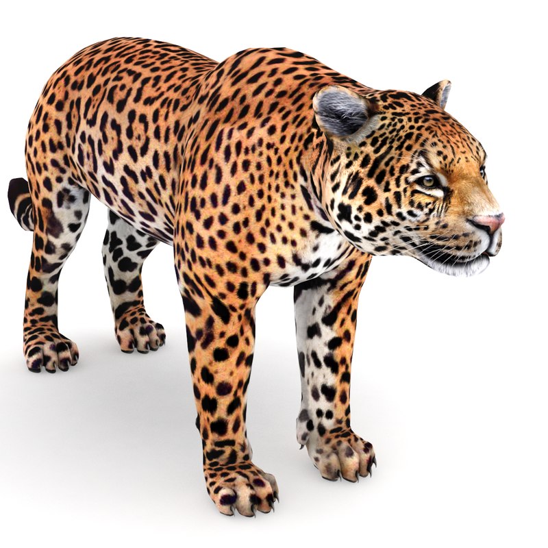 Jaguar panthera 3D - TurboSquid 1436167