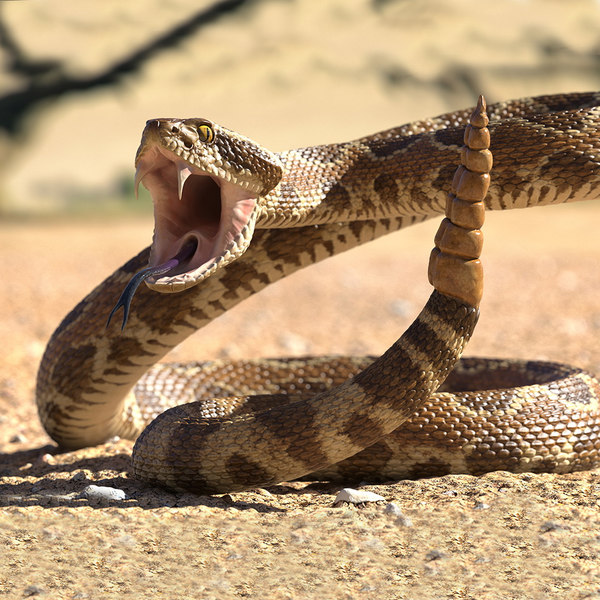 rattlesnake snake rattle rigged 3D model