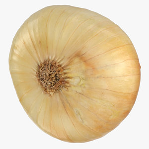 onion yellow 04 3D