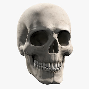 human male skull highpoly model