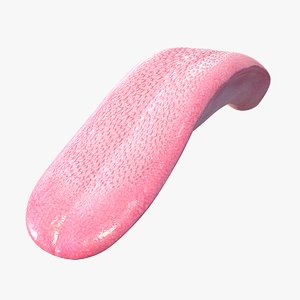 3D realistic cat tongue model