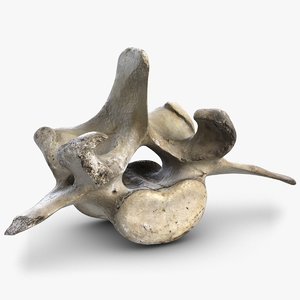 3D spine bone 2