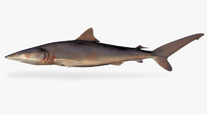 3D silky shark carcharhinus falciformis model