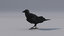3D crow animations