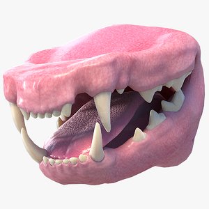 3D realistic cat mouth model