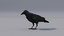 3D crow animations