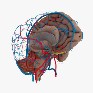 3D model human brain anatomy
