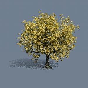 simple maple tree 3D