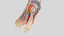 3D model complete human foot anatomy muscles
