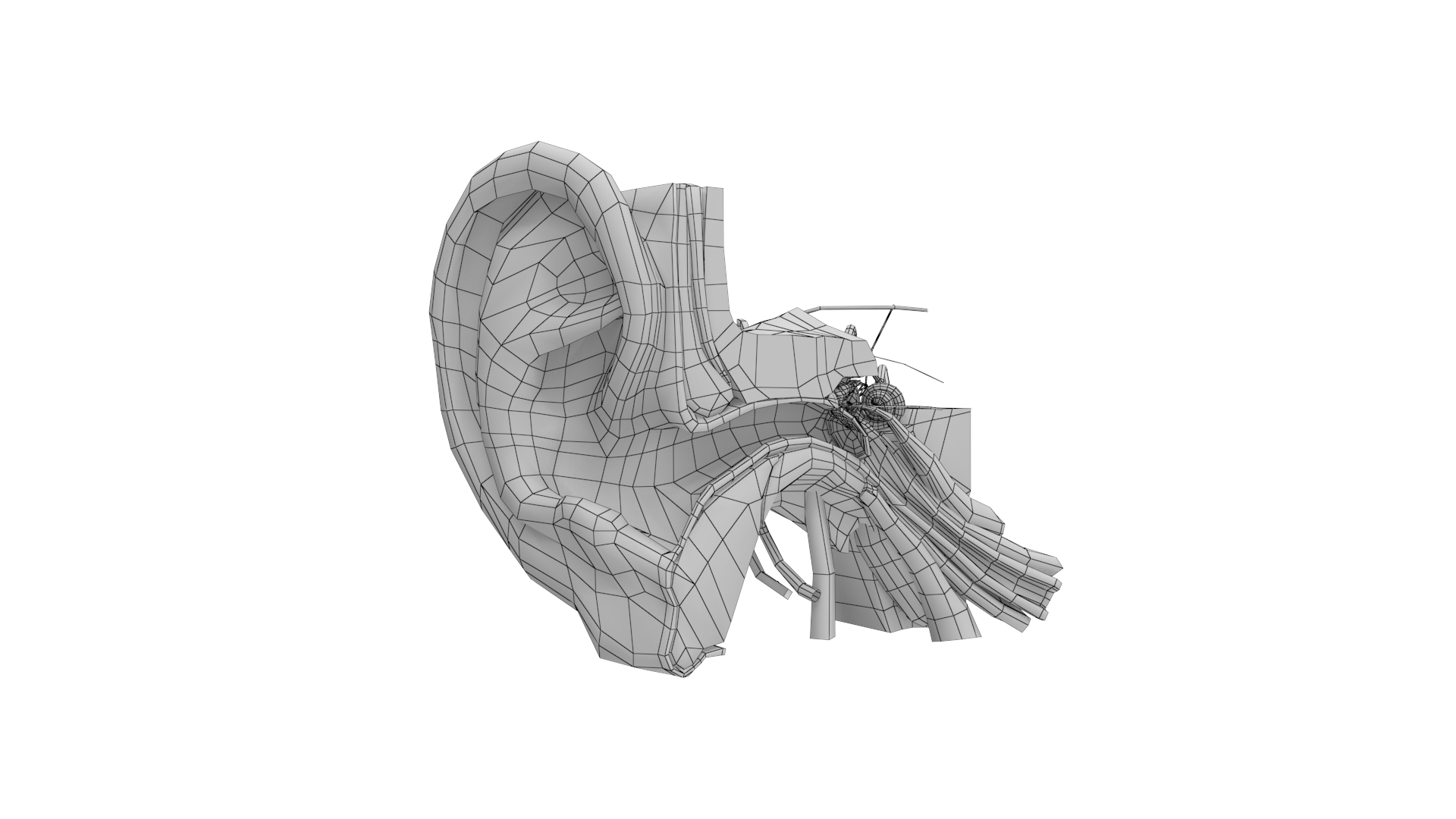 3d model human ear anatomy