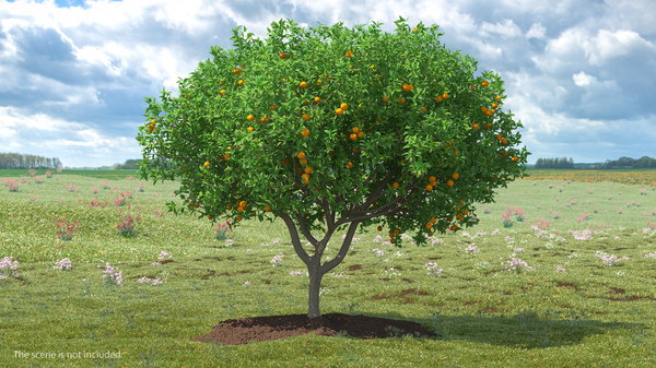Picture of orange tree with fruits