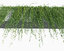 creeper plants: vernonia elliptica 3D model