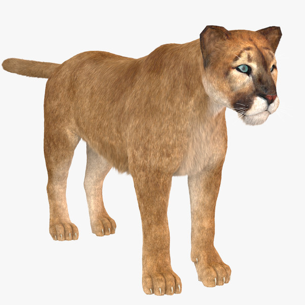 3D vary fur puma - TurboSquid 1438142