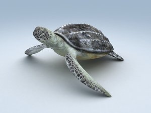 sea turtle 3D model