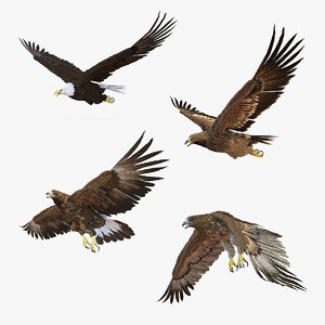 3D model rigged eagles 2