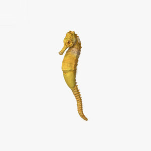 3D seahorse sea