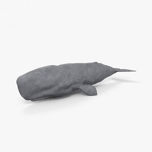 sperm whale 3D model