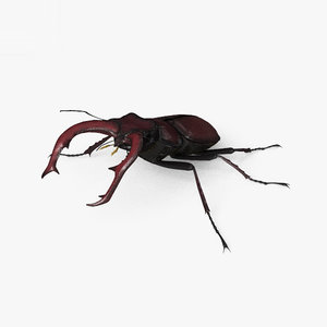 stag beetle 3D model