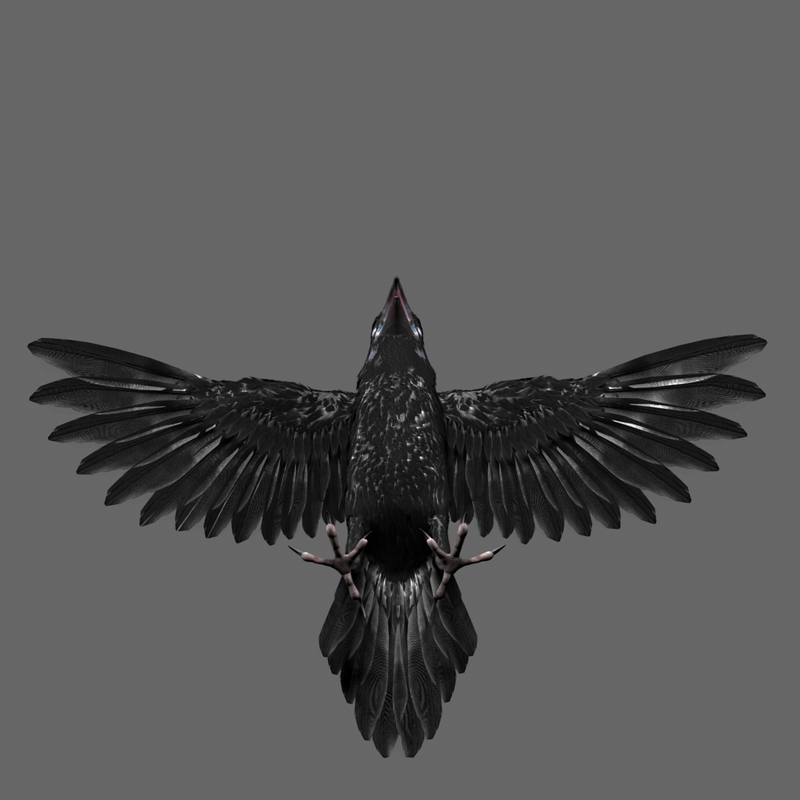 Ворон 3д модель. 2 д модель птицы. raven 3d model.