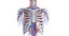3D elder female anatomy rigged