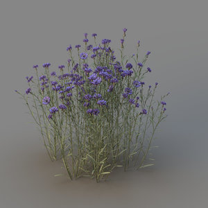 centaurea cornflower model