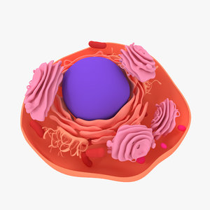 cell animal 3D model