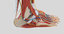 complete anatomy lower leg model