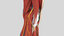 complete anatomy lower leg model
