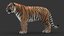 3D tiger animation fur
