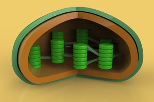 chloroplasts cells 3D model