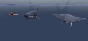 animals swim 3D model