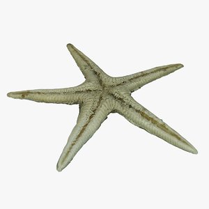 starfish games 3D model