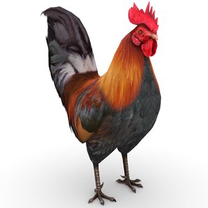 rooster 3D