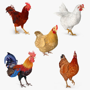 3D model rooster chickens rigged 2