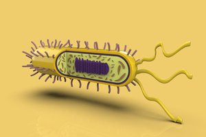 3D model bacteria biological cell