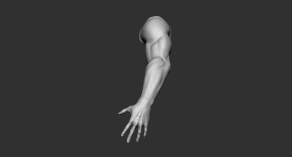 Human muscular arm 2019 3D model - TurboSquid 1440054