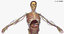 anatomy 3D model