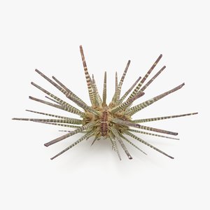 pencil urchin 3D model