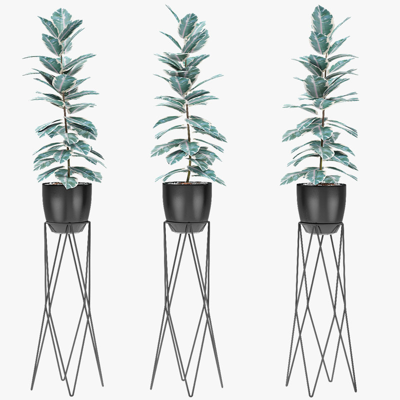 3D exotic plants palm pot model - TurboSquid 1440559