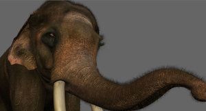 indian elephant 3D model