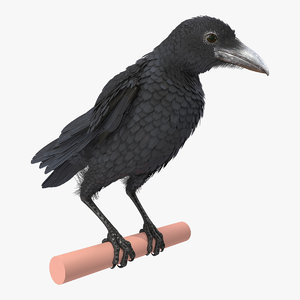 raven takeoff rigged animate 3D model