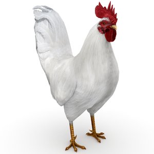 rooster white 3D model
