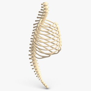 3D animal chest spine bones model