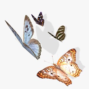 simple butterflies animation 3D model