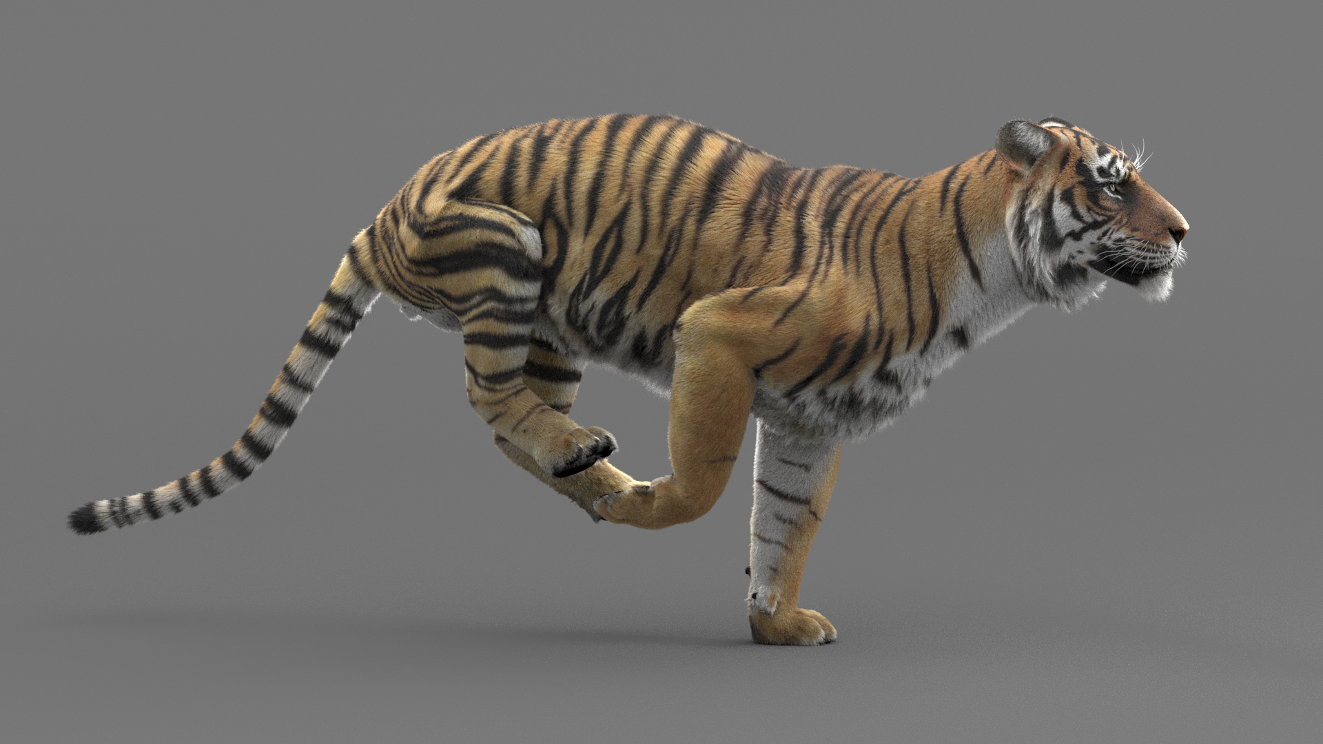 3D realistic tiger fur animators model - TurboSquid 1437350