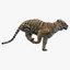 3D realistic tiger fur animators model