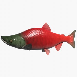 fish benizake 3d model