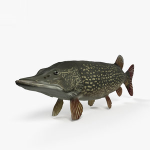 3D northern pike