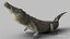 3D model realistic crocodile animating